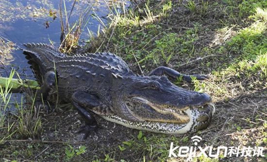 泰坦巨蟒vs帝鳄