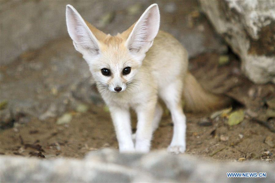 通宝娱乐官方注册为: seven-week old fennec fox seen in israel