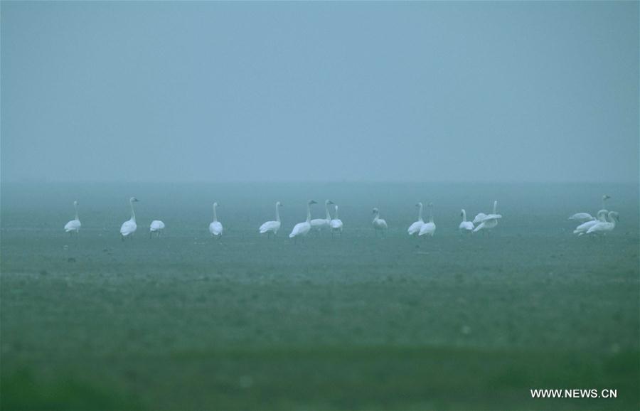 80,000 migrant birds arrive in Hunan to spend winter time According to local authorities, nearly 80,000 migrant birds have arrived to spend the winter time in the reserve until now.