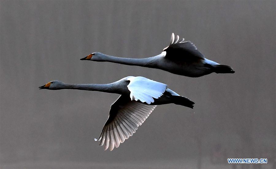 Swans fly over wetland in C China
