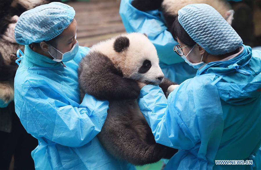 Giant panda cubs attend event to celebrate upc
