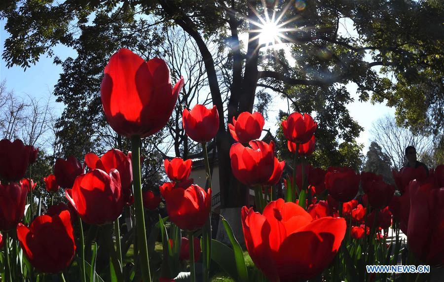 Flowers bloom in SW China's Yunnan(2)