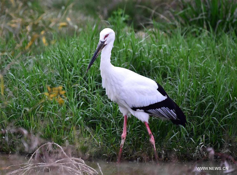 Oriental white stork seen in SE China's Fujian Province
