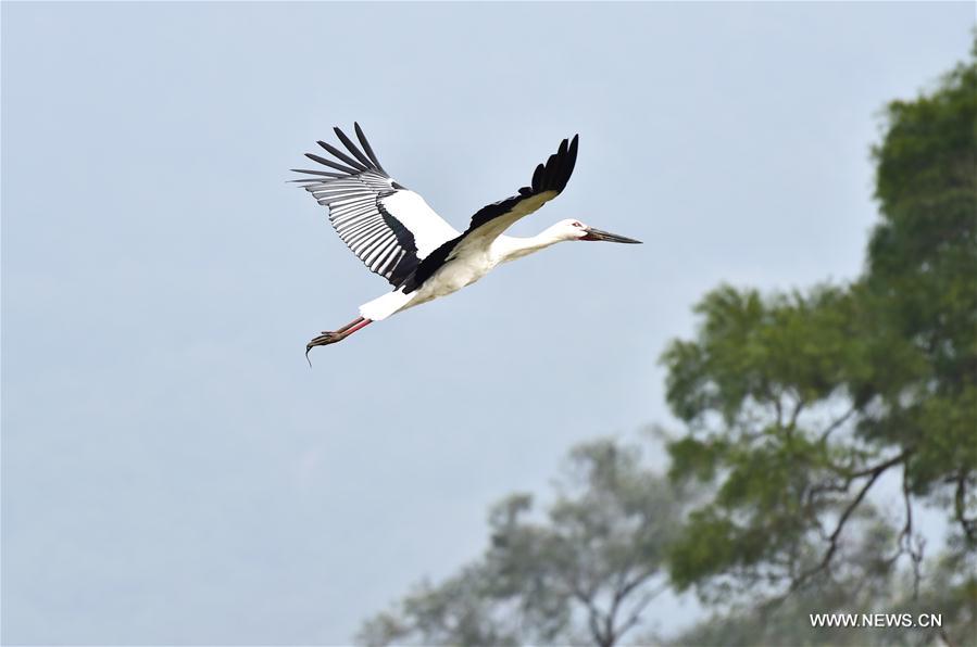 Oriental white stork seen in SE China's Fujian Province(2)