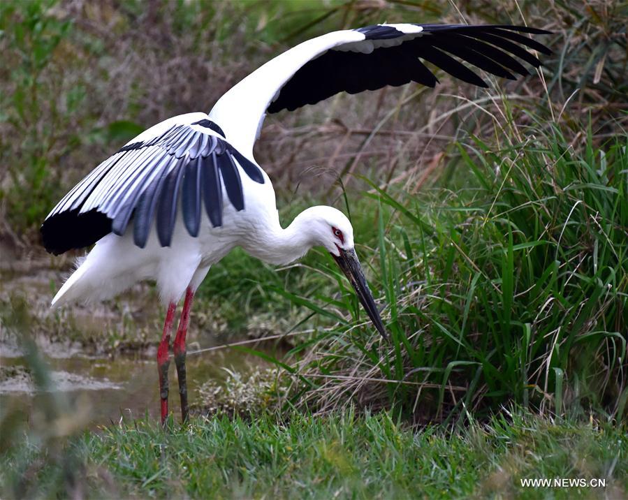 Oriental white stork seen in SE China's Fujian Province(3)