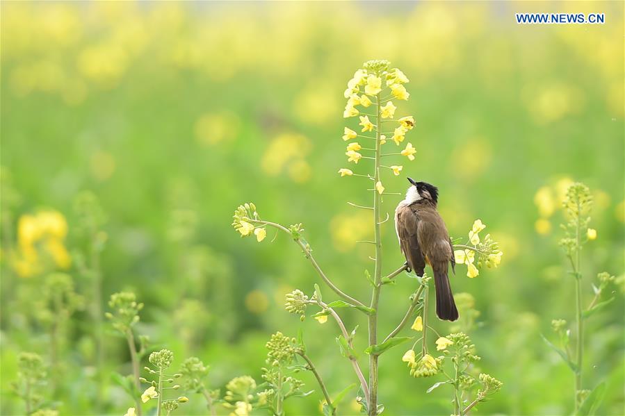 Spring scenery: bird rests on branch of cole