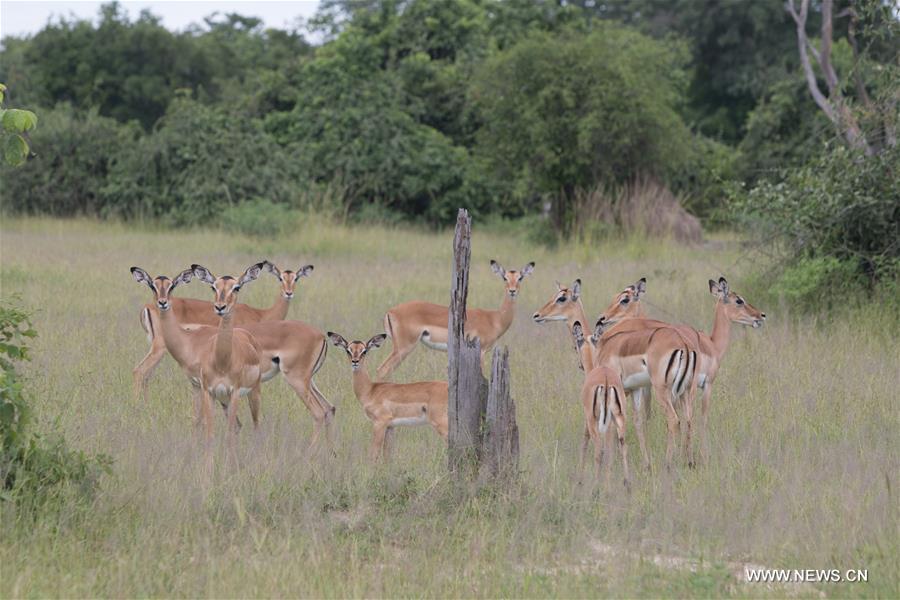 In pics: Luangwa National Park in Zambia ZAMBIA-MAMBWE-WILDLIFE