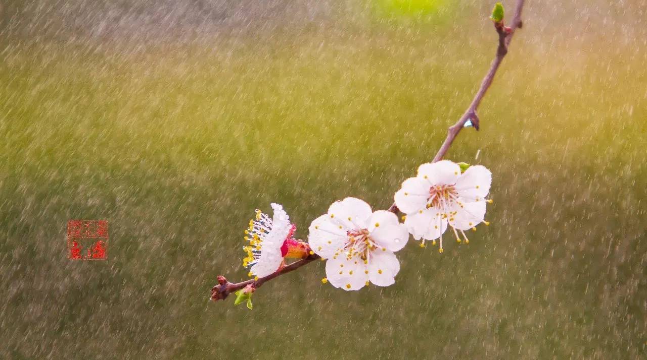 【二十四番花信风·杏花】早春二月时候，杏花村里游 _艺述 _光明网