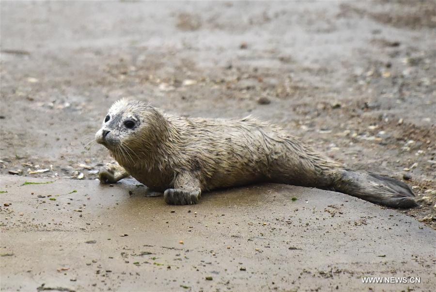 3 newborn seal cubs meet with public in China's Shandong Province #CHINA-YANTAI-SEAL-NEWBORN (CN)