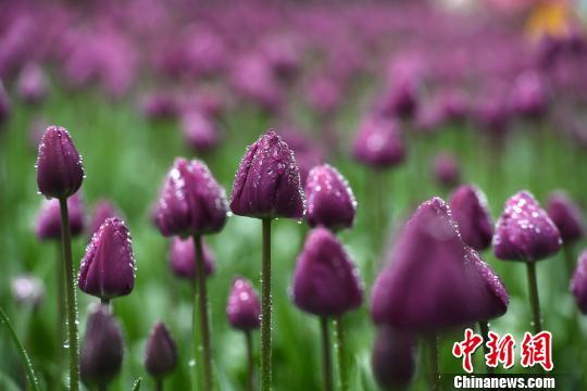 Millions of tulips bloom in Chongqing Millions of tulips bloom in Chongqing