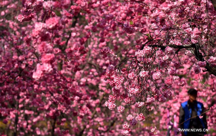 Cherry blossoms decorate park in Kunming(3)