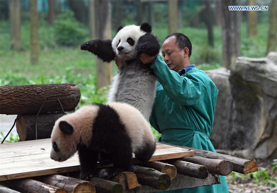 Names for 3 panda cubs revealed in SW China CHINA-CHONGQING-PANDA CUBS-NAMING (CN)
