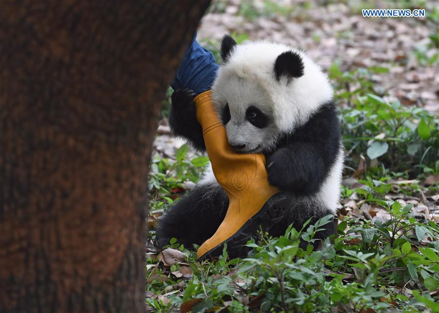 Names for 3 panda cubs revealed in SW China CHINA-CHONGQING-PANDA CUBS-NAMING (CN)