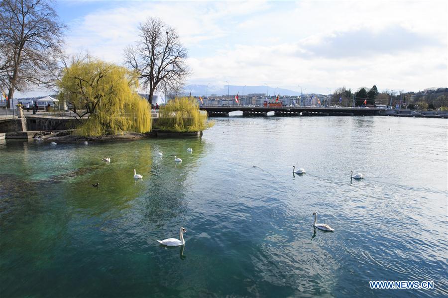 Swans seen in Geneva, Switzerland