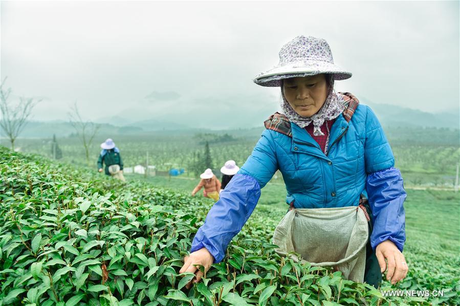 Tea leaves harvested ahead of Qingming Festi