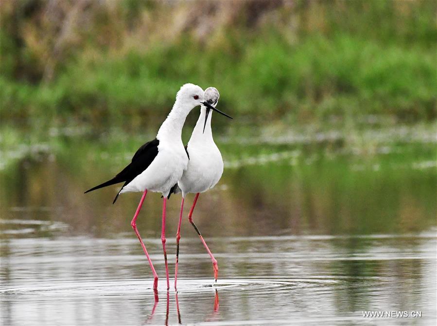 In pics: a pair of long feet snipes at SE China's