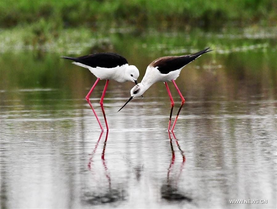 In pics: a pair of long feet snipes at SE China's
