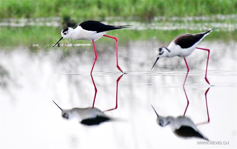 In pics: a pair of long feet snipes at SE China's