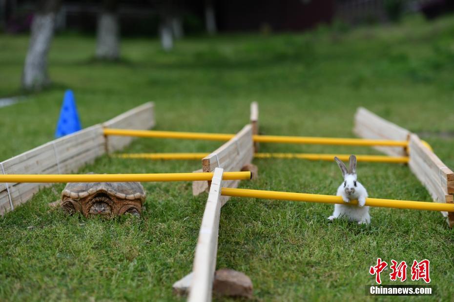 Hare ties with tortoise in animal track &field competition