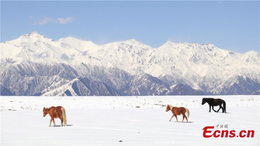Animals spotted on grassland after snow Animals spotted on grassland after snow