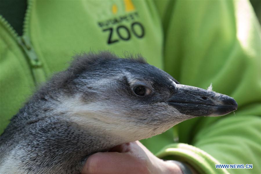 Four-month-old penguin Tifani at Budapest Zoo in Hungary HUNGARY-BUDAPEST-ZOO-PENGUIN