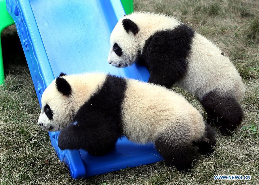 Pigeon pair giant panda cubs named Ban Ban 