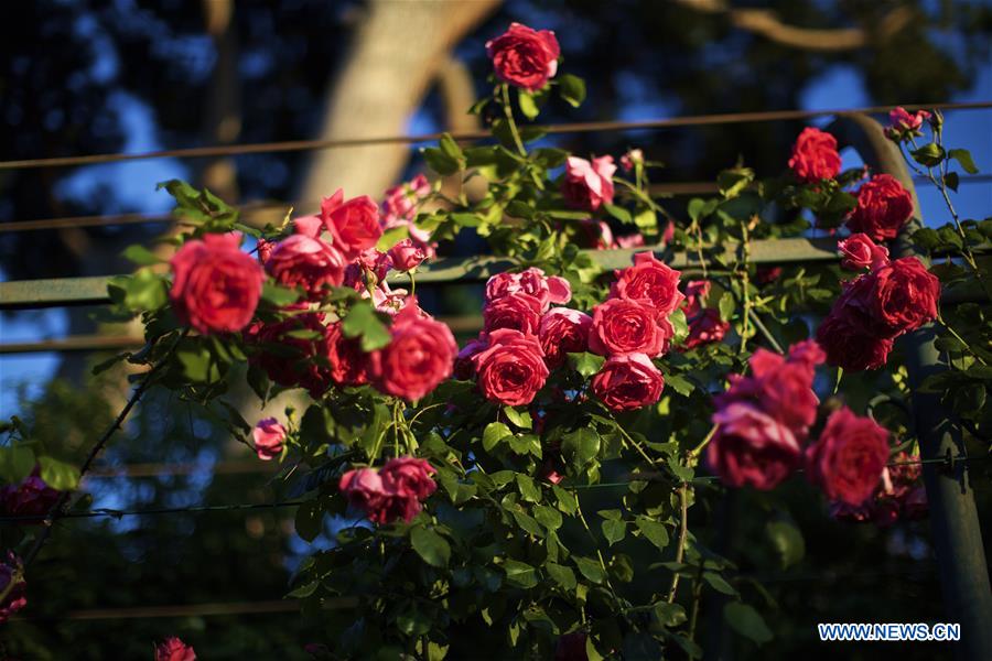 in pics: rome rose garden in rome, italy