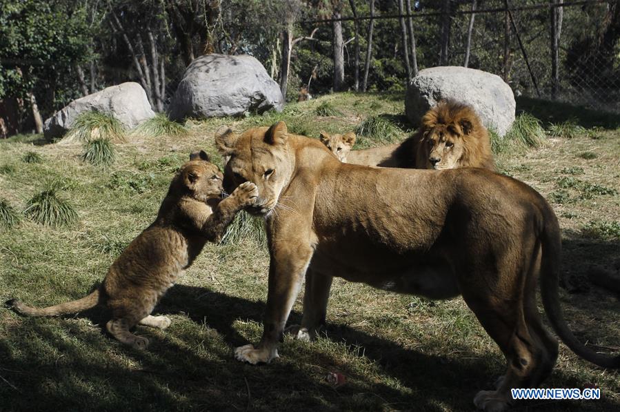 Lion CHILE-BUIN-LION-CUBS