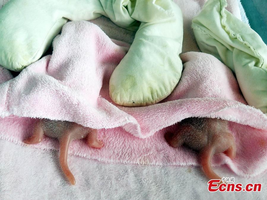 nda in Chengdu gives birth to first pigeon pair o
