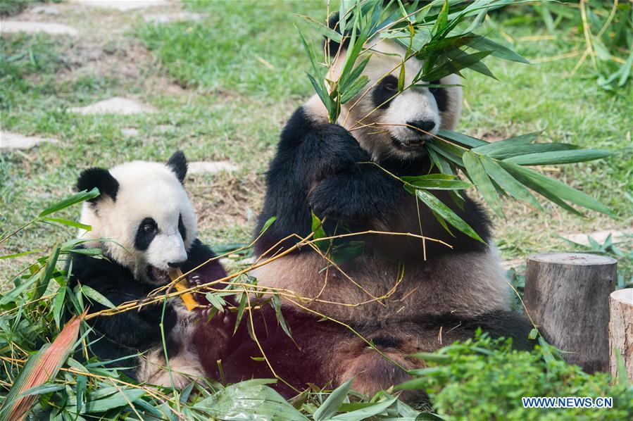 Twin panda cubs celebrate upcoming first birthday in Macao CHINA-MACAO-PANDA-BIRTHDAY (CN)