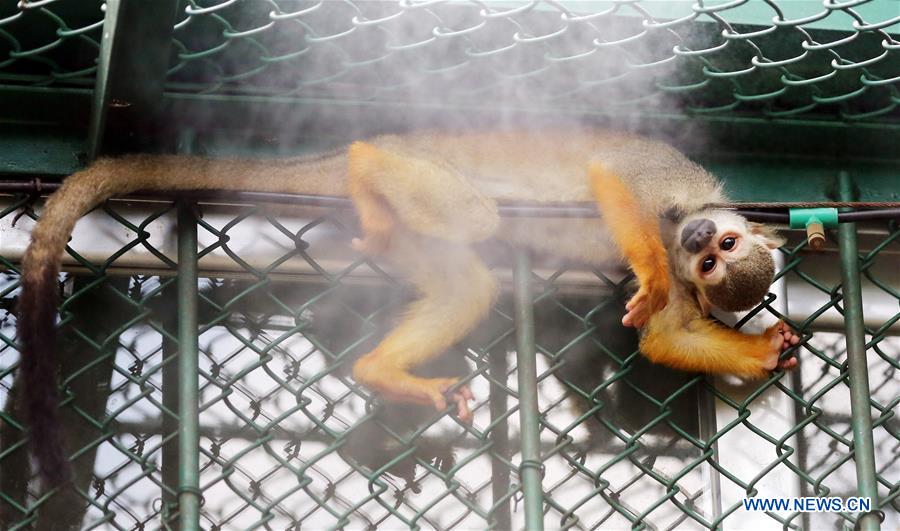 Monkeys enjoy cool mist, watermelon at Quanzhou Wildlife Zoo in Fujian #CHINA-QUANZHOU-MONKEY(CN)