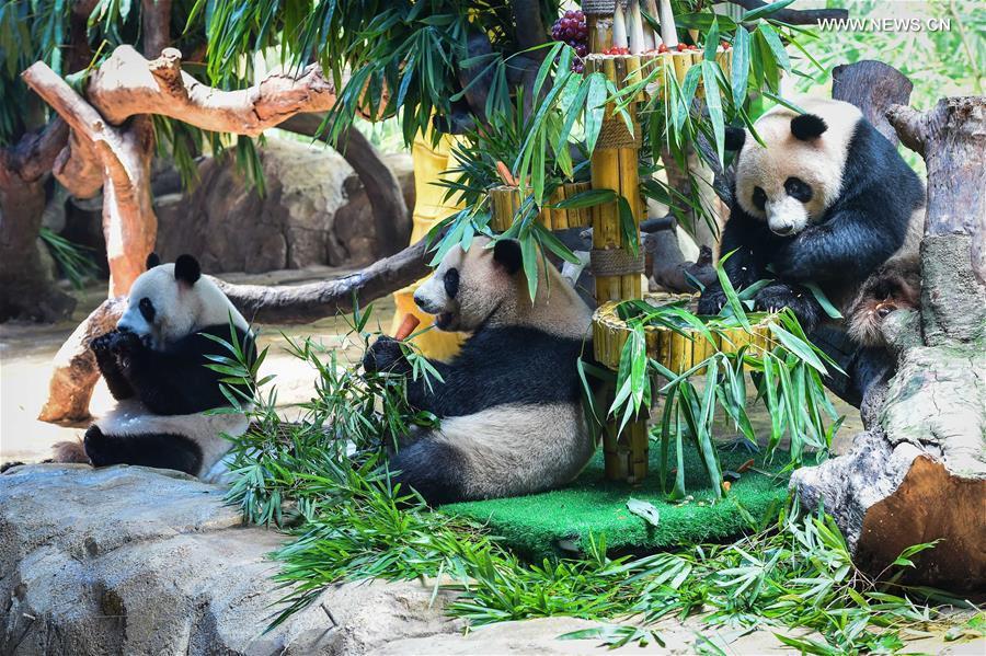 Triplet giant pandas celebrate 3rd birthday in S China's Guangzhou Triplet giant pandas celebrate 3rd birthday in S China's Guangzhou