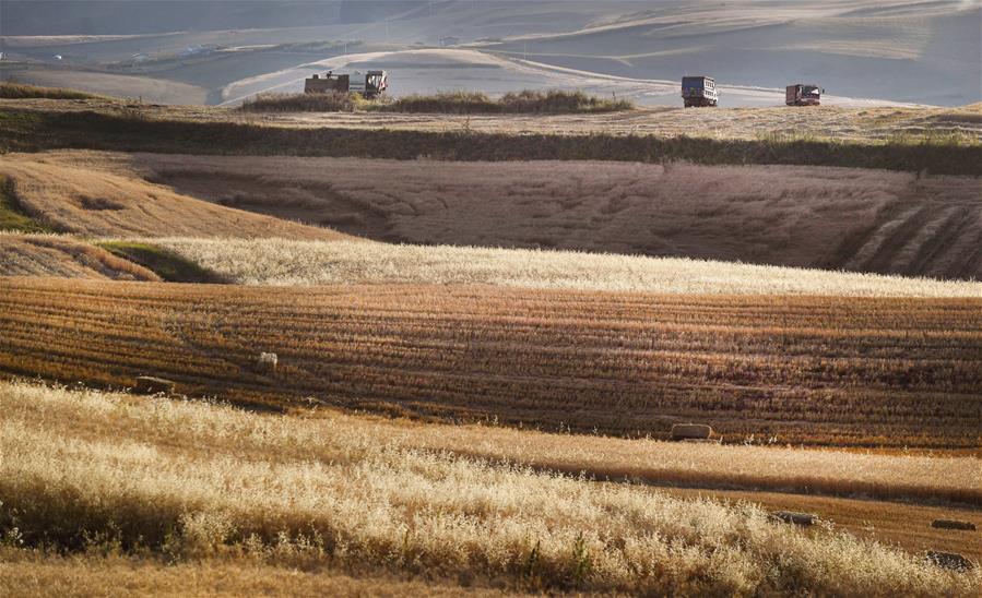 Harvest scenery of wheat fields in China's Xinjiang CHINA-XINJIANG-WHEAT-HARVEST(CN)