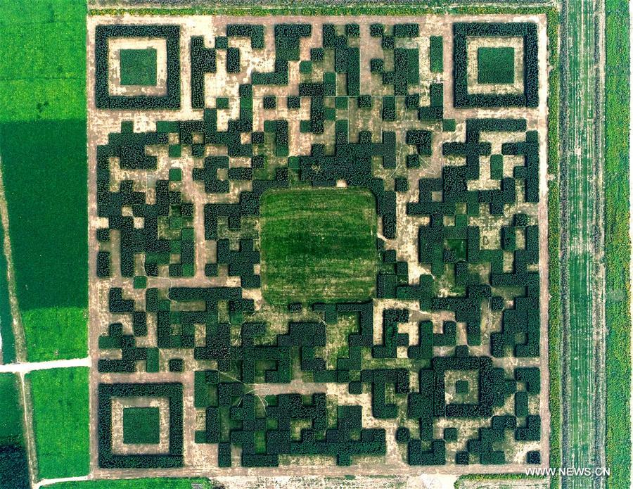 QR code formed from 130,000 Chinese juniper trees CHINA-HEBEI-BAODING-GIANT QR CODE (CN)