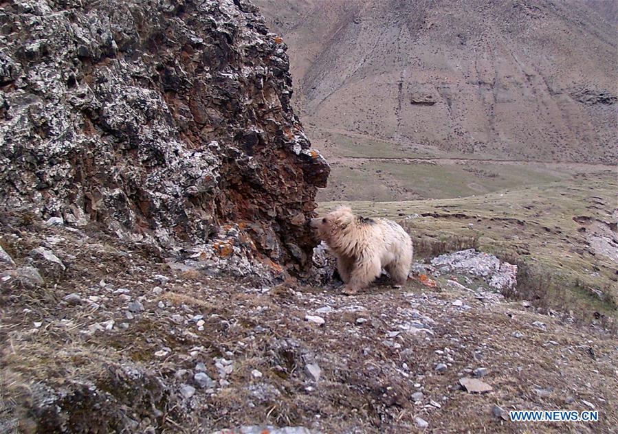 Wild animals in China's Qilianshan National Nature Reserve CHINA-QINGHAI-QILIANSHAN-WILD ANIMAL (CN)