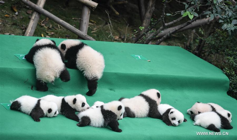 Giant panda cubs meet public in SW China's Sichuan CHINA-SICHUAN-CHENGDU-PANDA CUBS (CN)