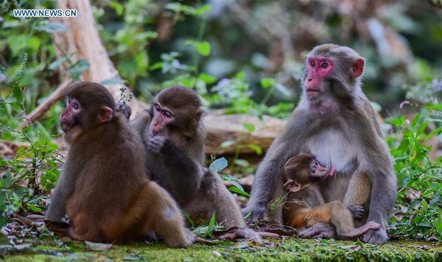 Wild rhesus macaques live in E China's Guanshan nature reserve #CHINA-JIANGXI-RHESUS MACAQUES-PROTECTION (CN)