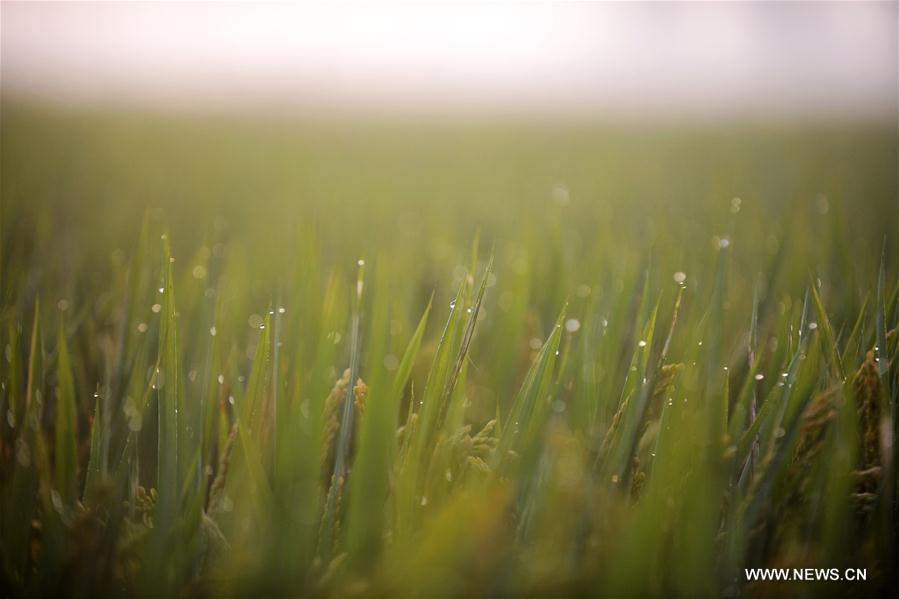 Cold Dew: 17th solar term on Chinese lunar calendar