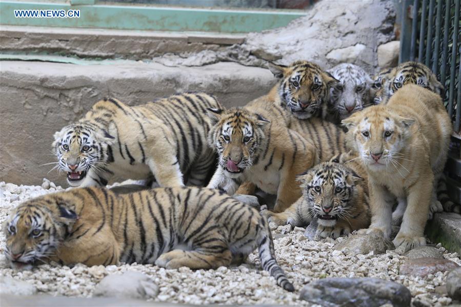 12 tiger cubs meet with public at wildlife zoo in China's Shandong #CHINA-SHANDONG-JINAN-TIGER CUBS (CN)