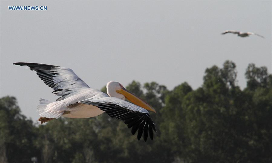 Migrating pelicans seen in north of Tel Aviv, Israel ISRAEL-MISHMAR HASHARON-MIGRATING PELICANS