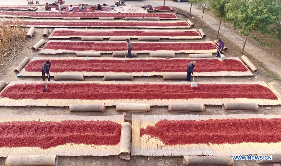 Red dates fields have bumper harvest in N China's Hebei Province CHINA-HEBEI-RED DATES(CN)