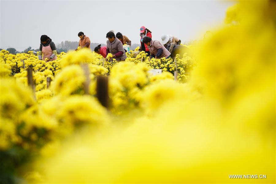 Farmers pick chrysanthemum in E China's Huai'an CHINA-JIANGSU-HUAI'AN-CHRYSANTHEMUM-HARVEST (CN)