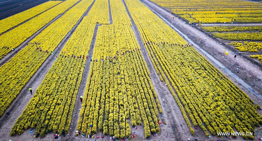 Farmers pick chrysanthemum in E China's Huai'an CHINA-JIANGSU-HUAI'AN-CHRYSANTHEMUM-HARVEST (CN)