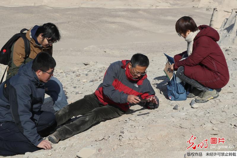 Rare fossilized eggs of pterosaurs found in China's Xinjiang Rare fossilized eggs of pterosaurs found in China's Xinjiang