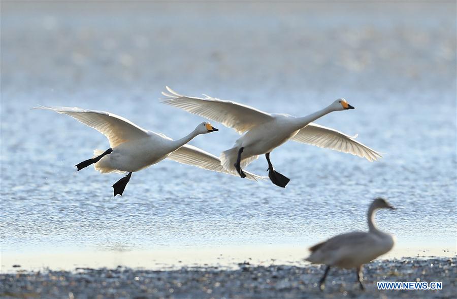 Swans seen in east China's nature reserve