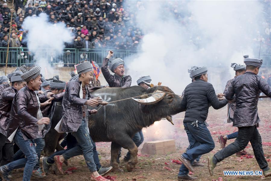 Traditional Bullfight held in Guizhou, China #CHINA-GUIZHOU-CONGJIANG-BULLFIGHT(CN)