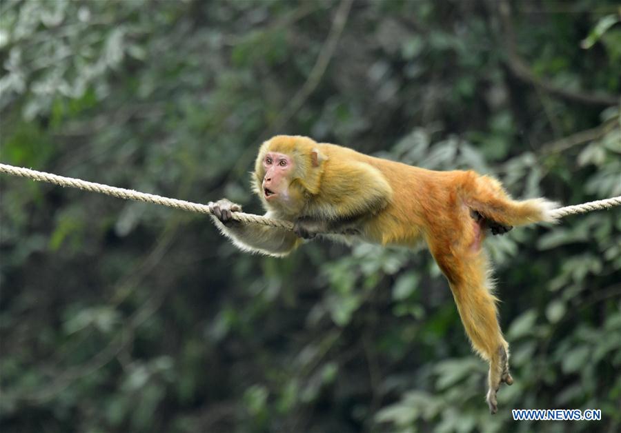Wild macaques in C China approach human habitat for food in winter #CHINA-HUBEI-WILD MACAQUE (CN)