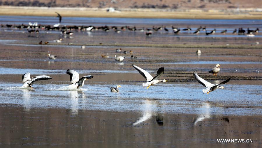 Birds attract tourists in SW China's Napa Lake Wetland during winter time #CHINA-YUNNAN-WINTER-BIRD(CN)