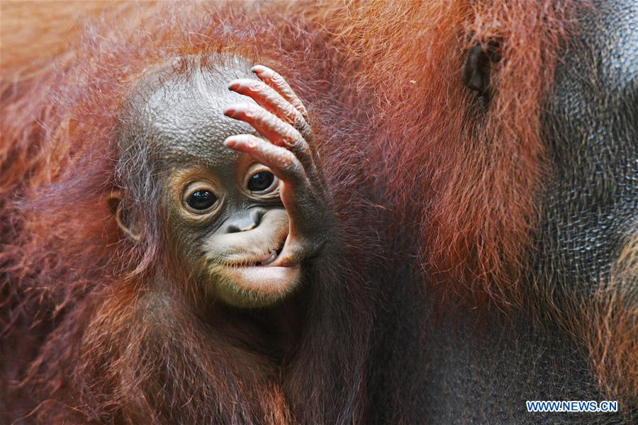 Media tour of newborn animals held at Singapore Zoo SINGAPORE-ZOO-NEWBORN ANIMALS