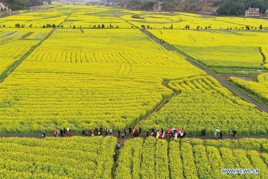 Rapeseed flowers enter blooming period in C China's Hunan #CHINA-HUNAN-HENGYANG-SPRING (CN)